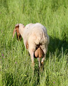 dairy Sheep
